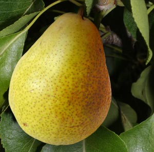 Benefits and uses of pear fruit