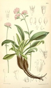 Nardostachys grandiflora-jatamansi benefits-Spikenard herb uses